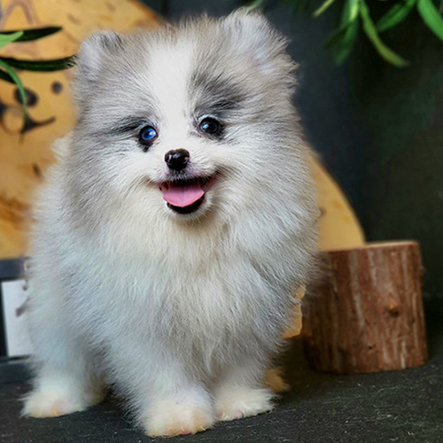 Chó Phốc Sóc con Blue Merle – Pom con có dễ nuôi không? Giải đáp FAQ cho người mới bắt đầu