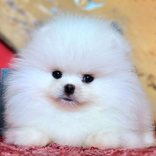 Chó Phốc Sóc con trắng 2–3 tháng tuổi cute – Pom baby ngây thơ với đôi mắt tròn xoe hiền lành