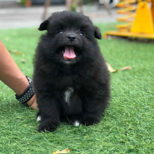 Chó Phốc Sóc đen dễ thương, giống chó Pom màu đen bí ẩn và cá tính