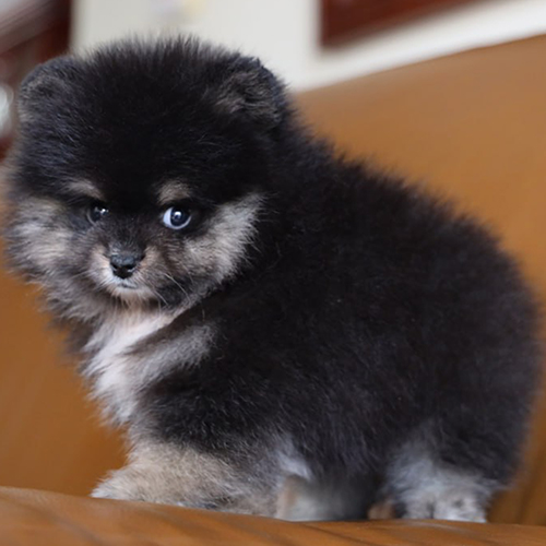 Chó Phốc Sóc black & tan mini với bộ lông đen phối xám nâu độc đáo