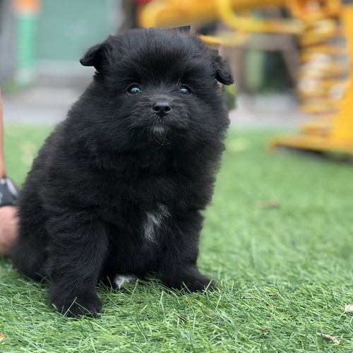Chó Phốc Sóc đen tuyền bông xù ngồi trên cỏ, giá từ 9 – 20 triệu tùy giấy tờ