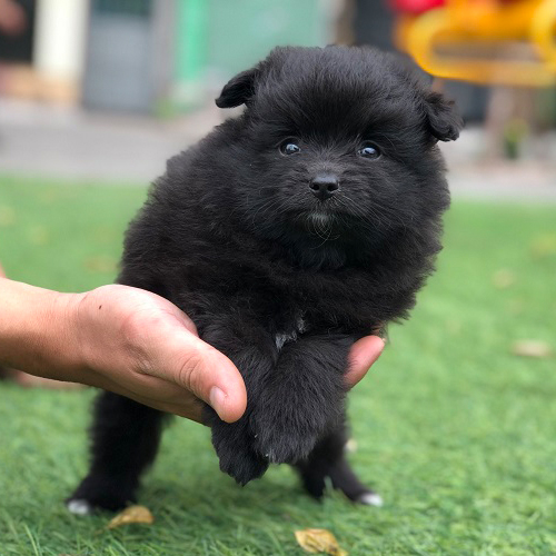 Chó Phốc Sóc đen tuyền lông đen bóng, dễ thương và cá tính