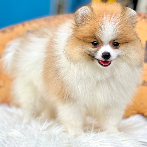 Chó Phốc Sóc mặt cáo (Fox Face Pom) màu vàng trắng, mõm dài thon gọn, dáng mặt lanh lợi