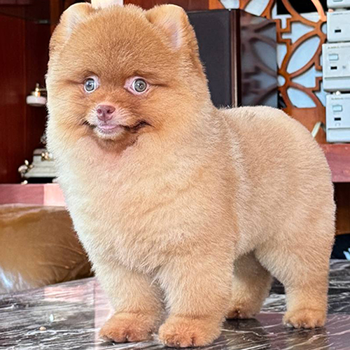 Chó Phốc Sóc mặt gấu (Teddy Bear Pom) màu vàng nâu, cắt tỉa lông ngắn gọn, khuôn mặt tròn baby face