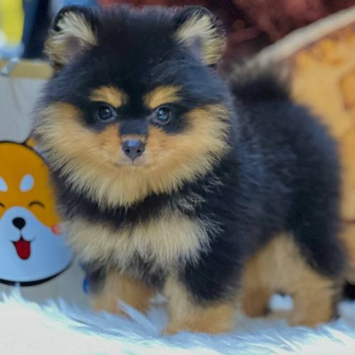 Chó Phốc Sóc Pomeranian màu Black & Tan – lông đen phối vàng ở mặt, chân và ngực, trông thông minh và cá tính.