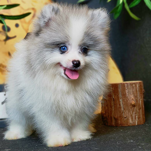 Chó Phốc Sóc Pomeranian màu Blue Merle – hoa văn loang độc đáo, hiếm và giá trị cao.