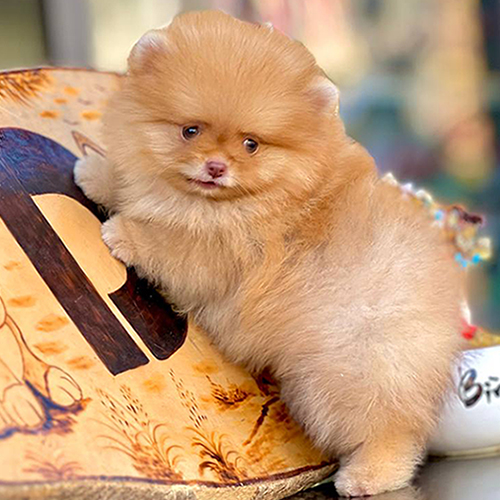 Chó Phốc Sóc Pomeranian màu cam (orange) – màu lông đặc trưng và phổ biến nhất của giống Pom.