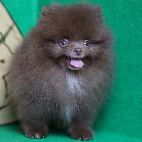 Chó Phốc Sóc Pomeranian màu Chocolate – sắc nâu socola sang trọng, thường thấy ở Pom nhập Thái hoặc Âu.