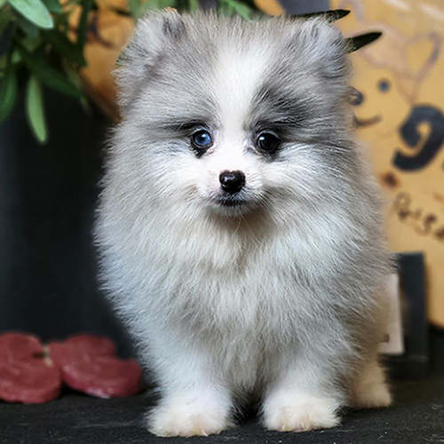 Chó Phốc Sóc màu hiếm Blue Merle lông xám trắng, mắt xanh – giá cao gấp 2–3 lần màu phổ biến