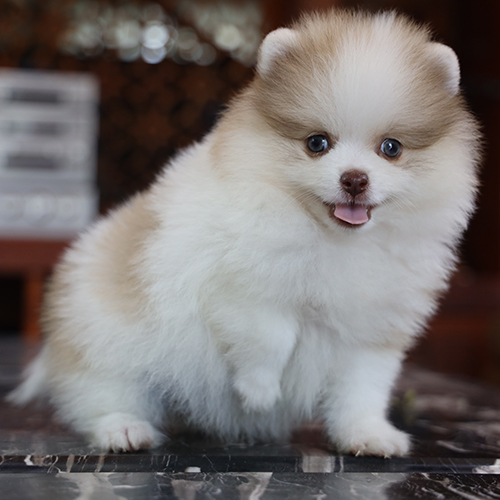 Chó Phốc Sóc Pomeranian màu Parti – lông trắng pha loang nhiều màu khác nhau, mỗi bé đều có hoa văn độc đáo riêng.