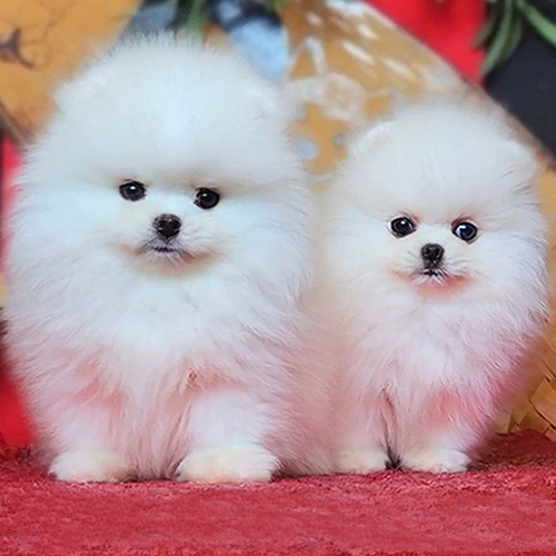 Chó Phốc Sóc Pomeranian màu trắng tinh khôi – mang vẻ ngoài thanh thoát, dễ thương và rất được ưa chuộng tại Việt Nam.