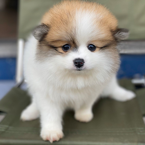 Chó Phốc Sóc mini mặt cáo cute – Pom tí hon mõm nhọn, ánh mắt lanh lợi và tinh nghịch