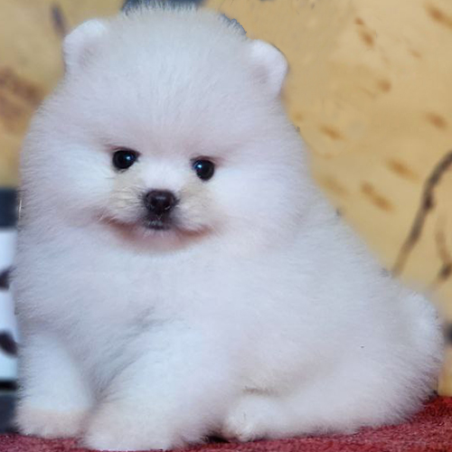 Chó Phốc Sóc mini mặt gấu trắng cute – Pom tí hon gương mặt tròn bầu bĩnh, mũi ngắn, mắt to như gấu bông