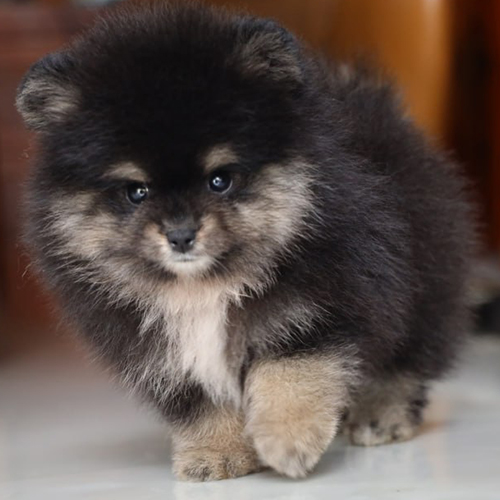 Chó Phốc Sóc mini màu hiếm black & tan – Pom tí hon cute, ngoại hình sang chảnh và độc đáo