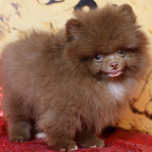 Chó Phốc Sóc mini màu hiếm chocolate – Pom tí hon cute, giá cao và được săn đón tại Việt Nam