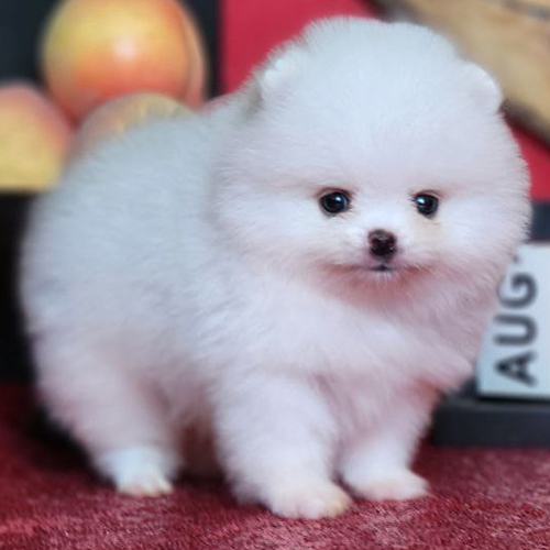 Chó Phốc Sóc mini trắng tí hon cute – Pom nhỏ nhắn, dễ thương và viral trên TikTok, Facebook, Instagram
