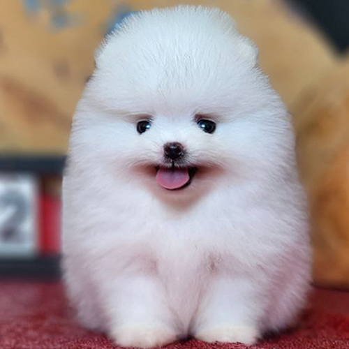 Chó Phốc Sóc mini trắng đáng yêu với gương mặt nhỏ nhắn và đôi mắt to tròn.