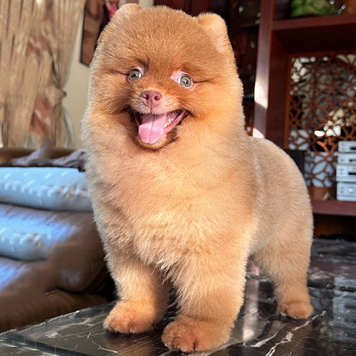 Chó Phốc Sóc màu nâu đỏ lông ngắn gọn, ảnh thật chụp tại trại Chạm Pets.