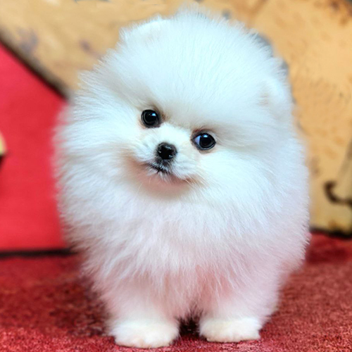Chó Phốc Sóc Pomeranian size Mini (Tiny) – cân nặng 1,8–2,5kg, nhỏ nhắn, dễ nuôi, phổ biến nhất hiện nay.