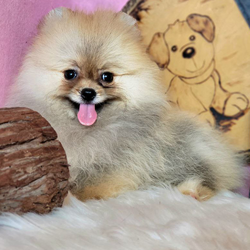 Chó Phốc Sóc Pomeranian size Standard – cân nặng 2,5–3,5kg, ngoại hình khỏe khoắn, gần chuẩn AKC/FCI.