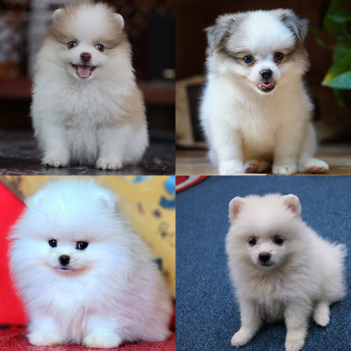 So sánh chó Phốc Sóc Pomeranian thuần chủng (trái) và chó Phốc Sóc lai (phải) – khác biệt về ngoại hình và giá trị.