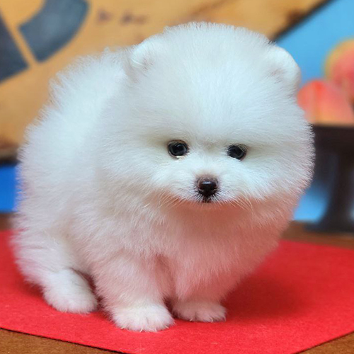 Chó Phốc Sóc trắng teacup siêu nhỏ dưới 2kg, ngoại hình đáng yêu nhưng sức khỏe yếu, giá cao
