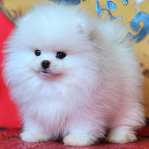 Chó Phốc Sóc trắng bông xù baby face – biểu tượng thanh khiết và sang trọng