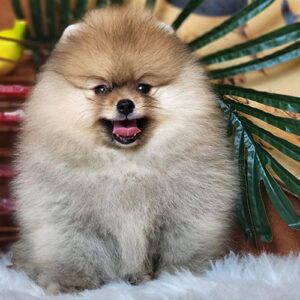 Chó Phốc Sóc vàng nâu đỏ bông xù – màu phổ biến, gần gũi và được ưa chuộng nhất