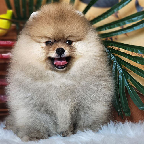 Chó Phốc Sóc vàng nâu đỏ bông xù – màu phổ biến, gần gũi và được ưa chuộng nhất