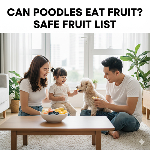 Chó Poodle có ăn trái cây được không? Danh sách hoa quả an toàn cho Poodle