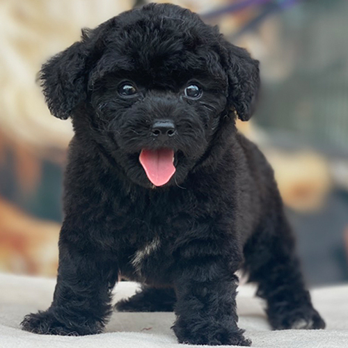 Chó Poodle con 2–3 tháng tuổi màu đen dễ thương