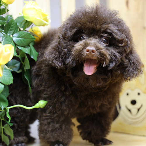 Chó Poodle con 2–3 tháng tuổi màu socola dễ thương