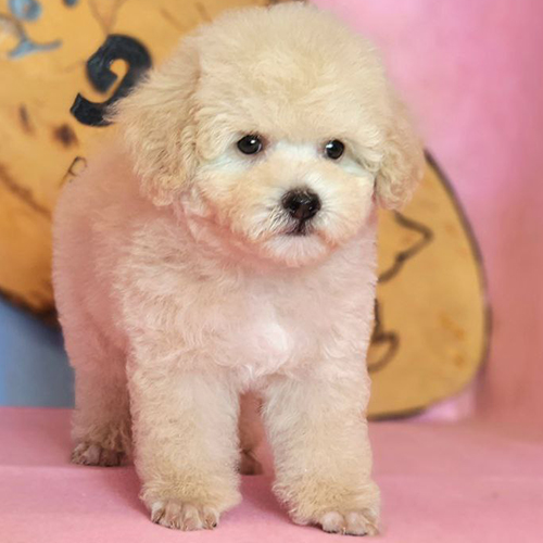 Chó Poodle con 2–3 tháng tuổi màu vàng mơ dễ thương