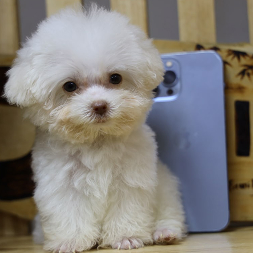 Chó Poodle Teacup con 2–3 tháng tuổi màu trắng dễ thương