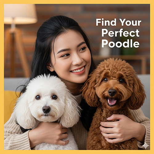 Cô gái hạnh phúc ôm hai chú chó Poodle trắng và nâu đỏ, minh họa cách chọn màu Poodle phù hợp nhu cầu gia đình.