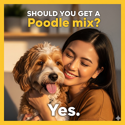 Có nên nuôi Poodle lai không – ưu điểm, nhược điểm và lời khuyên cho người nuôi