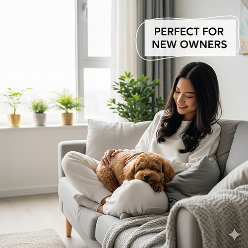 Toy Poodle – lựa chọn lý tưởng cho người mới nuôi chó, thân thiện và dễ huấn luyện