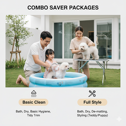Combo tiết kiệm grooming Poodle – tắm, gỡ rối, tỉa tạo kiểu Teddy/Puppy