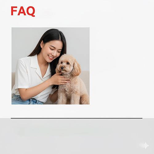 Cô gái vuốt ve chú chó Corgidoodle – infographic FAQ các câu hỏi thường gặp về Poodle lai Corgi