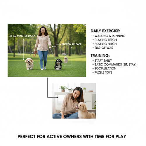 Corgidoodle cần 45–60 phút vận động hàng ngày và huấn luyện cơ bản từ sớm để phát triển cân bằng