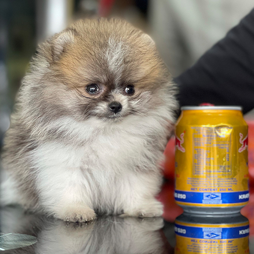 Chó Phốc Sóc mini teacup siêu nhỏ màu vàng đực ngồi cạnh lon Red Bull – đặc điểm nhận biết chó Pom mini