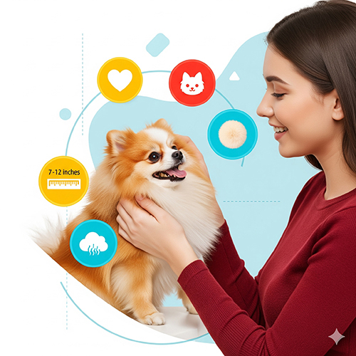 Chó Phốc Sóc đáng yêu đang được chủ vuốt ve, minh họa đặc điểm ngoại hình và tính cách