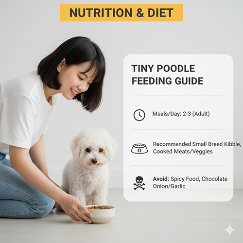 Dinh dưỡng và khẩu phần Tiny Poodle – chia bữa 2–3 lần/ngày, thức ăn small breed, tránh socola hành tỏi