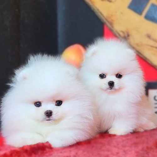 Đôi chó Phốc Sóc con trắng dễ thương – Pom mini puppy 2–4 tháng tuổi với bộ lông bông xù ngây thơ