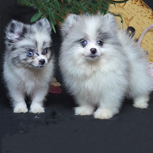 Đôi chó Phốc Sóc màu hiếm Blue Merle và Lilac Merle – Pom độc đáo với mảng màu loang xanh xám pha tím huyền ảo