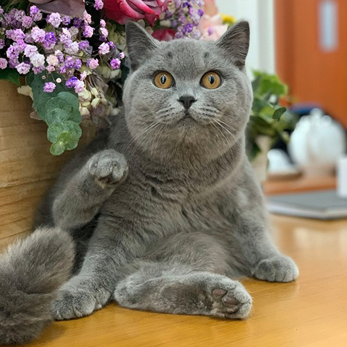 Đôi mắt to tròn của mèo Anh lông ngắn – mắt tròn xa nhau, ánh nhìn hiền lành ấm áp