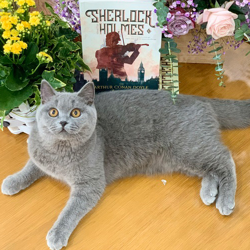 Đôi tai nhỏ gọn chóp bo tròn của mèo Anh lông ngắn – đặc điểm ngoại hình dễ nhận biết