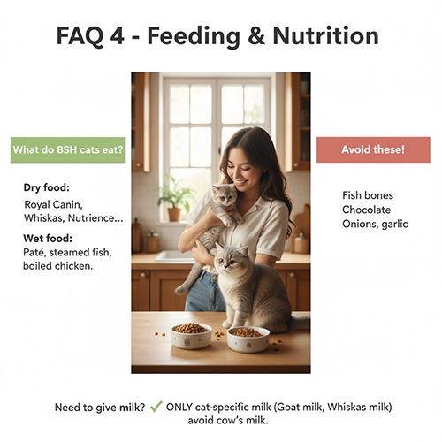 FAQ ăn uống và dinh dưỡng mèo Anh lông ngắn – nên ăn gì và tránh gì