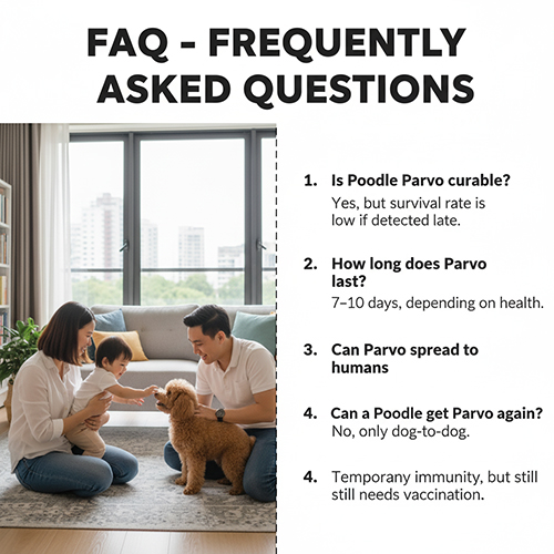 FAQ về bệnh Parvo ở chó Poodle – chữa được không, kéo dài bao lâu, có lây sang người, có tái phát không