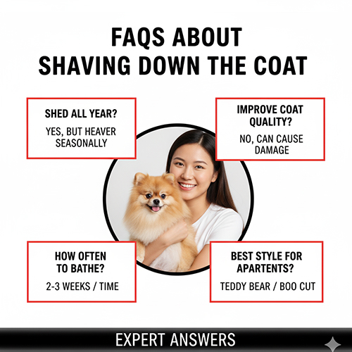 FAQ cạo lông máu chó Phốc Sóc – độ tuổi, thời gian mọc lại, khác biệt giữa Pom mini và thường, Pom nhập Thái